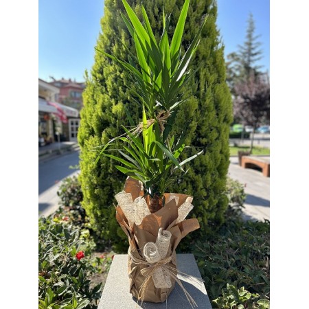 Jumbo 2'li Yucca